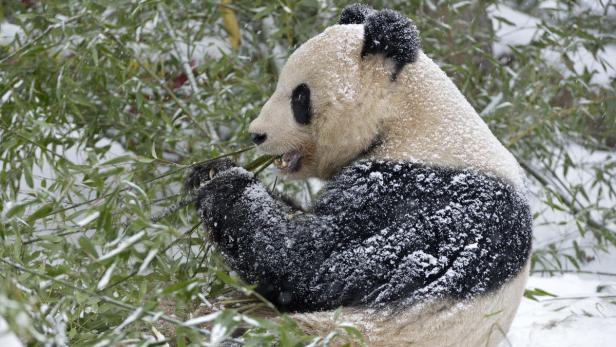Das Schönbrunner Panda-Weibchen Yang Yang sitzt am Montag mitten im Schnee und verzehrt genüsslich Bambus.
