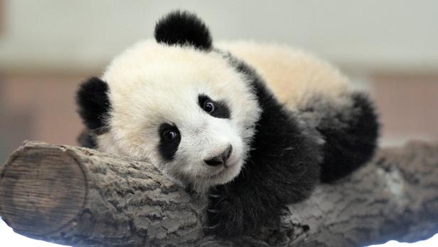 PANDA FU BAO IM TIERGARTEN SCHÖNBRUNN