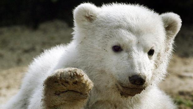 Denkmal für Eisbär Knut geplant