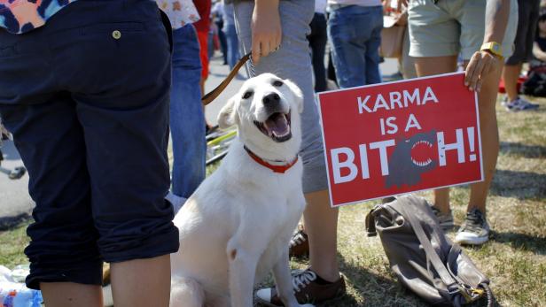 ROMANIA POLITICS STRAY DOGS EUTHANASIA LAW REACTIO