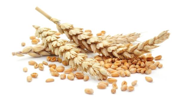 Zwei Weizenähren liegen auf einem Haufen Weizenkörner.