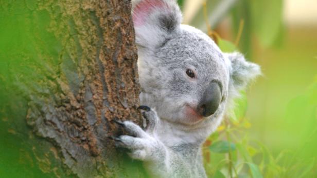 Koalas kuscheln sich kühl