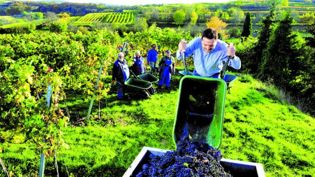 Vermarkter appelliert: Österreich braucht mehr Wein