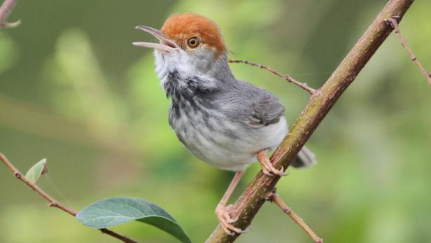 Der Tailorbird aus Kambodia zwitscherte bis vor kurzem unter Ausschluss der Öffentlichkeit.