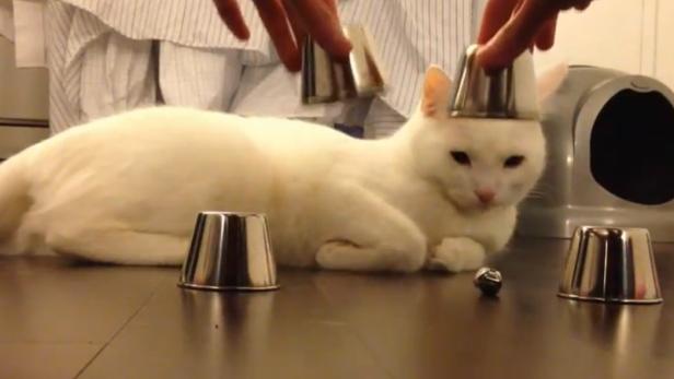 Katze gewinnt bei Hütchenspiel