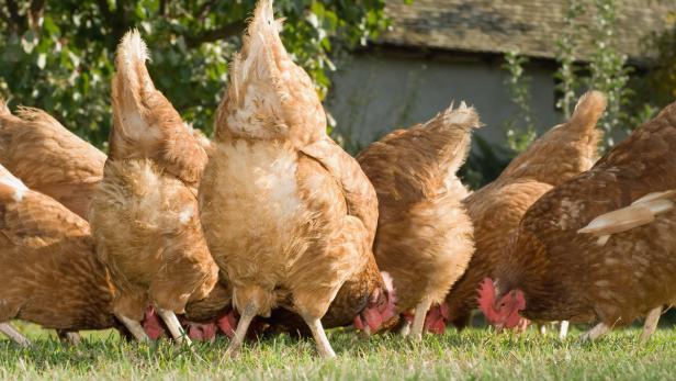 Doch keine Hühnerfarm im burgenländischen Kleinwarasdorf