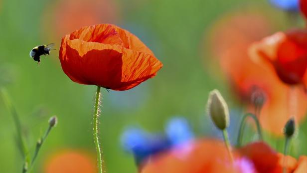 westliche Honigbiene auf Erkundungsflug zwischen Mohn und Kornblumen