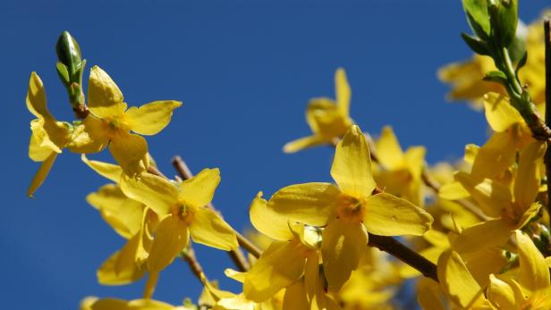 Gelbe Forsythienblüten vor blauem Himmel.