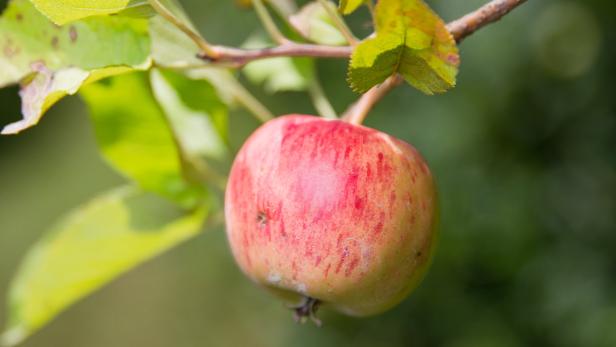 Äpfel werden teurer in Österreich