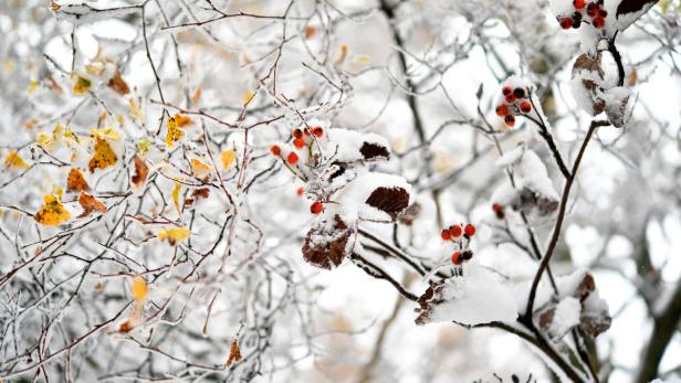 Im Wienerwald könnte der Schnee sogar liegen bleiben.