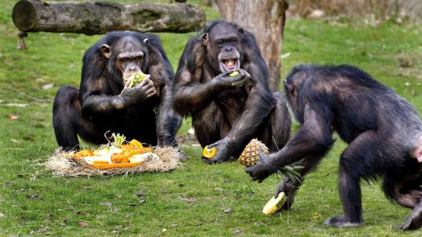 Wenn ein Schimpanse in eine neue Gruppe kommt, passt er seine Grunzlaute an.