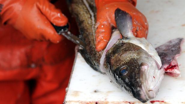 Europa von Überfischung betroffen