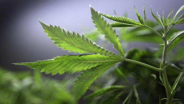 Marijuana plants for sale are displayed at the med