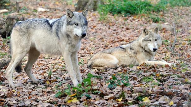 Die jungen Wölfe nutzten eine kleine Lücke im Sicherheitsnetz und büxten aus dem Gehege aus.