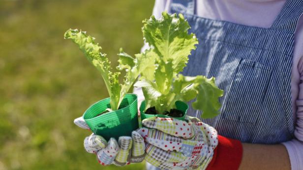 Was Gartenfans jetzt blüht