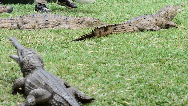 Die Krokodile (Symbolbild) entkamen von der Rakwena Crocodile Farm in den Limpopo River.