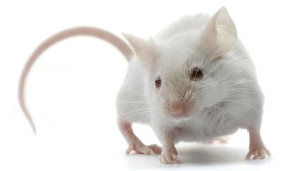 Jüngere Mäuse sind aktiver als ältere.