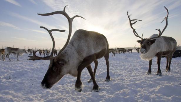 Eine Rentierherde steht in einer verschneiten Landschaft.