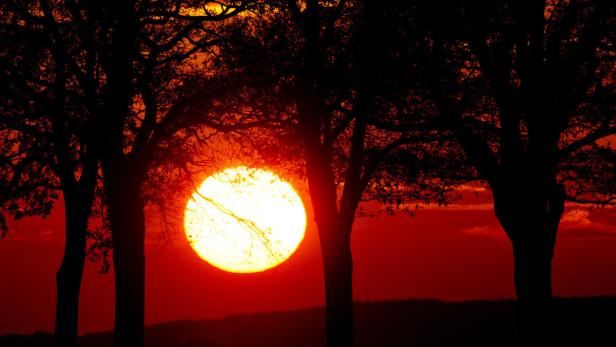 Die Sonne geht rotglühend hinter einer Baumreihe unter.