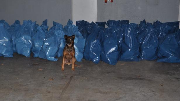 Polizeihund „Kimbo“ mit den insgesamt 500 Kilogramm Cannabis