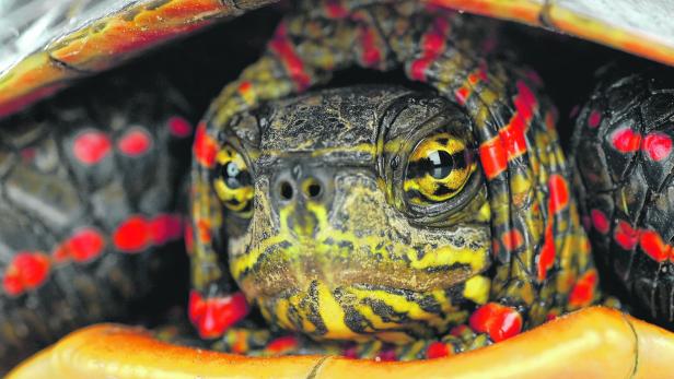 Hübsche Haustiere: Wasserschildkröten leben gesünder, wenn sie eine Ruhepause einlegen