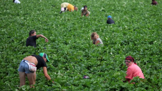 Erntehelfer bei der Arbeit: Das Risiko der Ausbeutung ist in den Bereichen Land-und Forstwirtschaft, sowie Fischerei, besonders hoch.