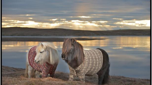 Shetlandponys im feinen Strick