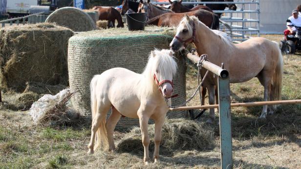 Ponys. „Das Glück der Erde liegt auf dem Rücken der Pferde“ – an diesem Sprichwort orientiert sich die Bath Spa University. Allerdings wählte die Uni die kleinere Variante. Die Studenten sollen ihren Stress mithilfe von Shetland Ponys abbauen.