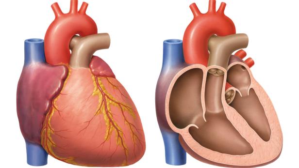 Herzrhythmusstörungen können Ursache von Ohnmachten sein