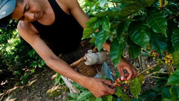 Fairtrade International unterstützt nur kleine Kaffeebauern. Den Amerikanern schmeckte das gar nicht Kaffee-Ernte in Nicaragua.