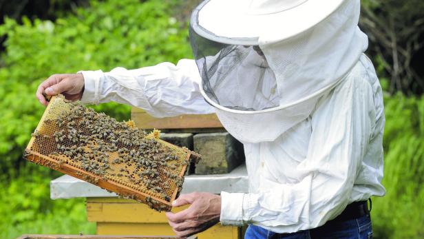 Waldviertler Imker sorgen sich um ihre Bienenvölker.