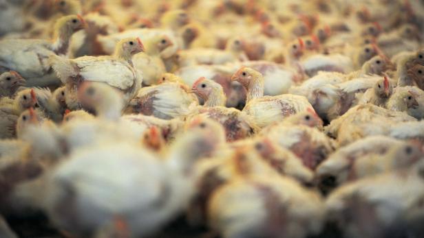 Massenware: 30.000 Jungtiere im Stall eines Geflügelproduzenten in Nordrhein-Westfalen.