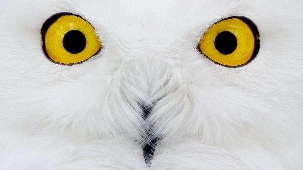 Nahaufnahme des Gesichts einer Schnee-Eule mit ihren gelben Augen.