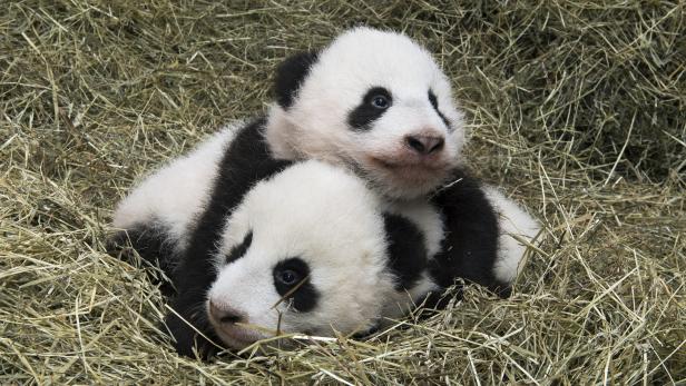 Schönbrunn-Pandas offiziell getauft