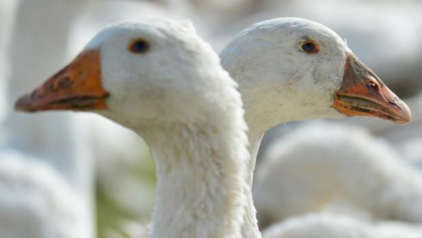 Zwei weiße Gänse stehen dicht nebeneinander.