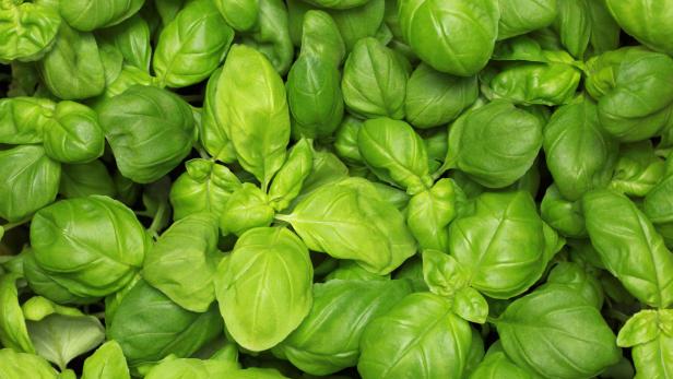 Nahaufnahme von frischen, grünen Basilikumblättern.