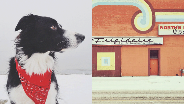 Ein Border Collie mit rotem Halstuch vor einer verschneiten Landschaft und einem Frigidaire-Laden.