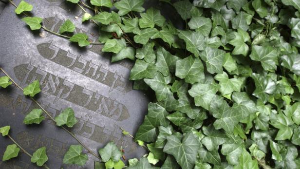 Efeu wächst über einen Grabstein mit hebräischer Inschrift.