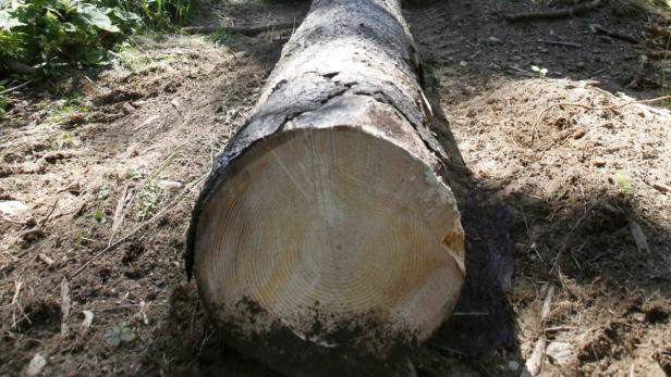 Ein gefällter Baumstamm liegt auf dem Waldboden.