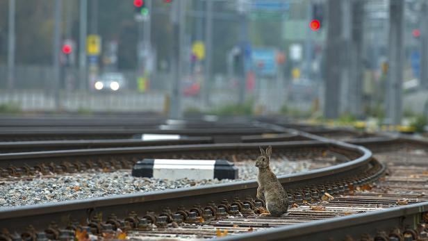 Ein Hase sitzt auf Bahngleisen.