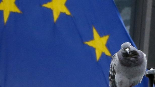 Eine Taube sitzt vor der Europaflagge.