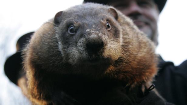 Weather prognosticating groundhog Punxsutawney Phi Ein Murmeltier wird von einer Person gehalten.