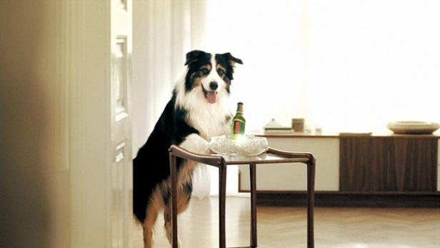 Ein Hund steht an einem Tisch mit einer Flasche Bier in Eis.