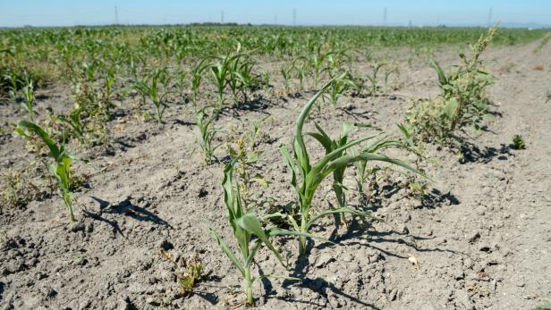 Ein Feld mit jungen Maispflanzen unter blauem Himmel.