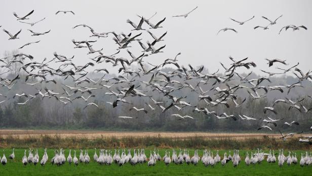Zugvögel verbreiten das H5N8-Virus derzeit über Europa