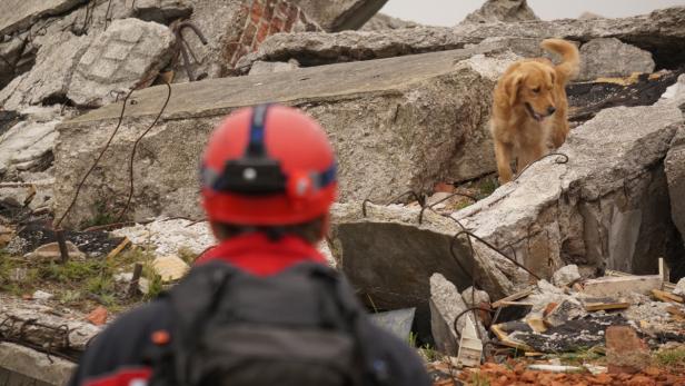 Mehr als 2000 Mal rückten die Rettungshunde, ausgebildet von der IRO in Salzburg, alleine im Vorjahr aus.
