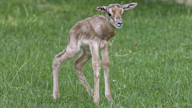 Ein junges Mhorrgazellenkalb steht auf einer grünen Wiese.