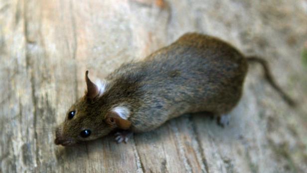 Die pelzigen Nagetiere machen den Bewohnern das Leben schwer