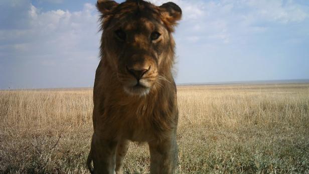 Ein junger Löwe steht in der Savanne.