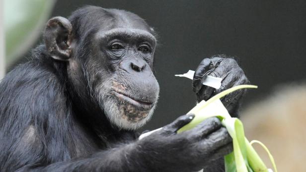 Ein Schimpanse hält ein Stück Gemüse und ein Papiertuch in seinen Händen.